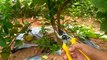 PRUNING OF LEMON TREE || Lemon tree pruning || lemon pruning