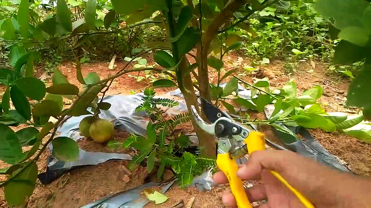 PRUNING OF LEMON TREE || Lemon tree pruning || lemon pruning