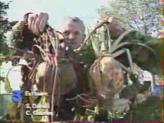 Gros légume Pierre Houguet à Blain (44)