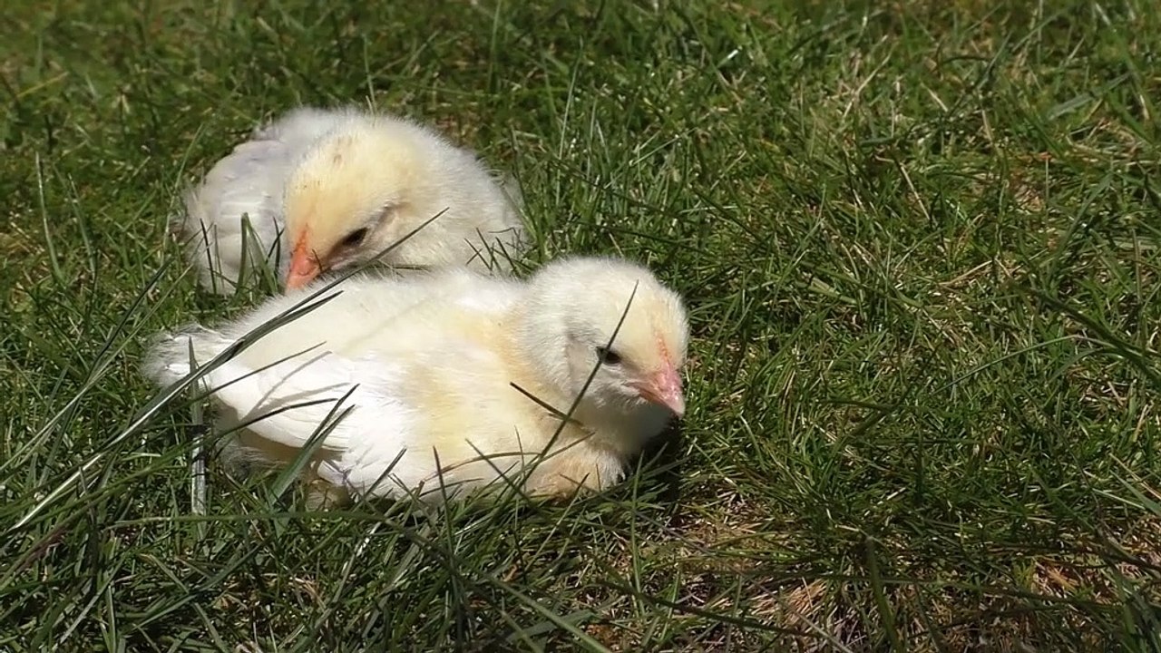 Music to rest | Sleeping music | Music to sleep deeply | Music to sleep 音乐休息|睡觉的音乐|音乐深沉入睡|音乐睡觉 Música para descansar | Musica para dormir | Musica para dormir produndamente |  Music to sleep