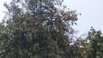 locust attack in jodhpur