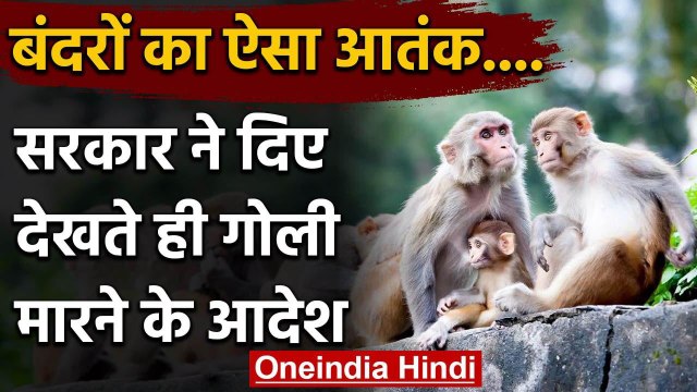 Shimla में Monkeys को देखते ही मारने के आदेश , जानिए क्या है वजह | वनइंडिया हिंदी
