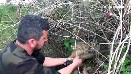 Baykuşu ölümden böyle kurtardı