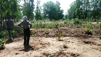 Koria- वीडियो: कोरोना संकट के बीच मध्यप्रदेश से छत्तीसगढ़ के कोरिया जिले में घुसा टिड्डियों का दल, कलेक्टर मौके पर