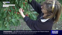 De gros dégâts après des orages de grêle dans le Vaucluse et le Gard