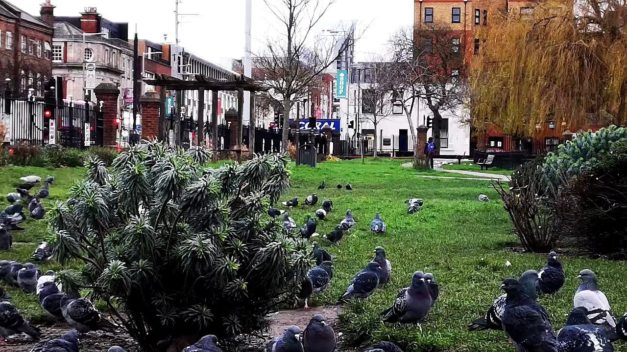 Flock Of Pigeon Looking For Food In The Grass Of A Park