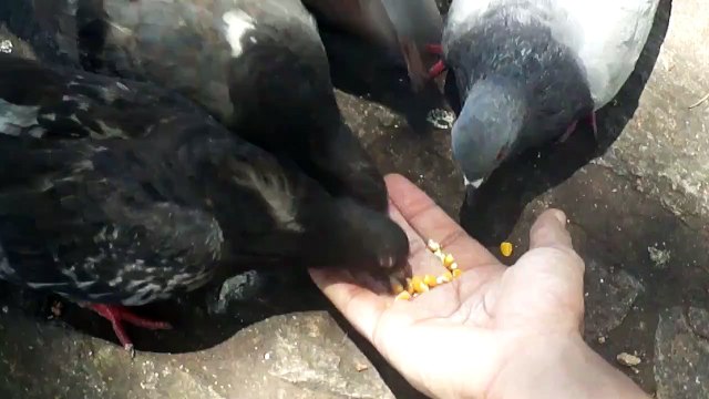Person Feeding The Pigeons On His Hand