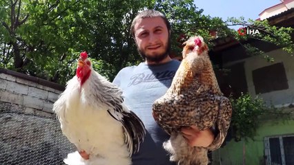 Bu horoz ve tavuklar dev cüsseleriyle dikkat çekiyor