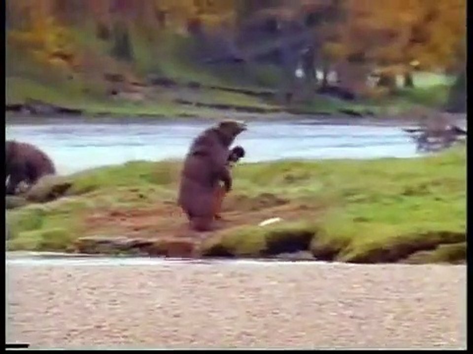 bear fighting with a man