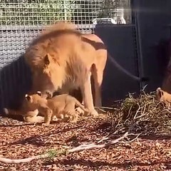 Adorable lion cubs meet an adult lion for the first time