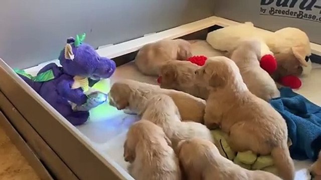 Un dragon lit une histoire à des chiots