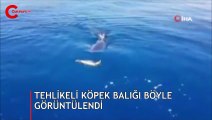 Tehlikeli köpek balığı kıyıda görüntülendi