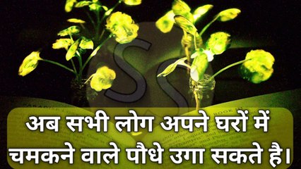 सभी लोग अपने घरों में चमकने वाले पौधे उगा सकते हैं || people can grow shining plants in their homes.