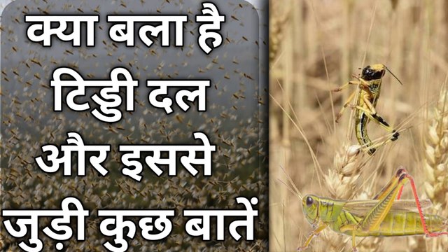 क्या बला है टिड्डी दल || टिड्डी दल भारत कैसे आया || टिड्डी दल का जीवन काल कितना होता है || Tiddi dal