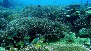 Amazing Underwater Marine Life | HD | Under the Sea With Relaxing Music