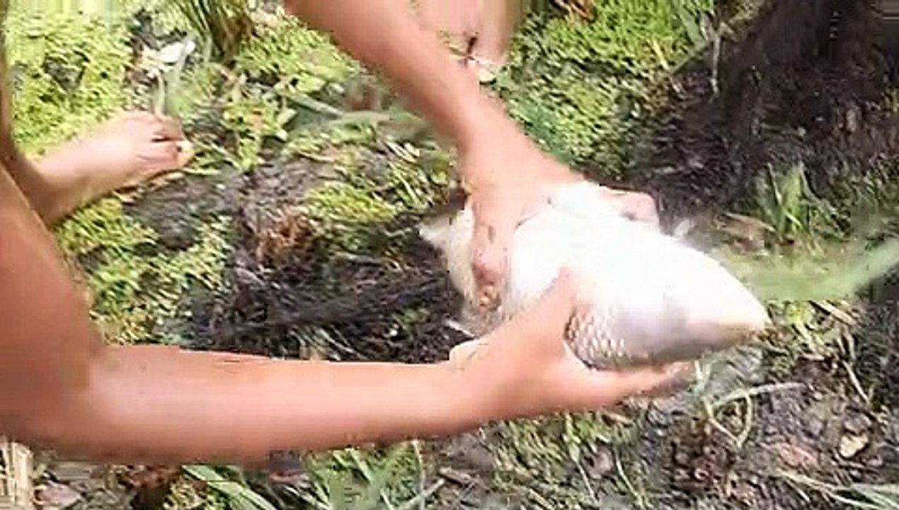 Catching Fish | Fish  Catching | Unique Underwater Fishing | Best Fish Catching | Best Fishing Video | Bangla | HappyEntertainment