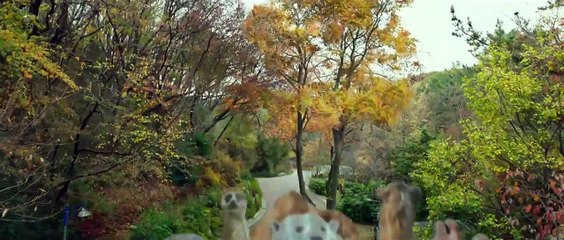 Rettet den Zoo Film Stream Deutsch / German Online Kostenlos 2020