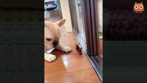 Trate de no reírse - Videos divertidos de gatos y perros