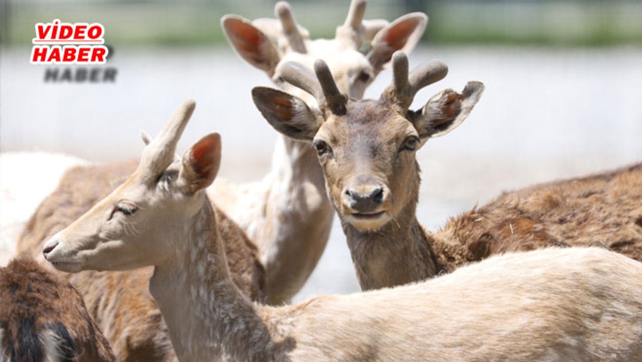 (31 Mayıs 2020) KAYSERİ BÜYÜKŞEHİR BELEDİYESİ HAYVANAT BAHÇESİ’NDE