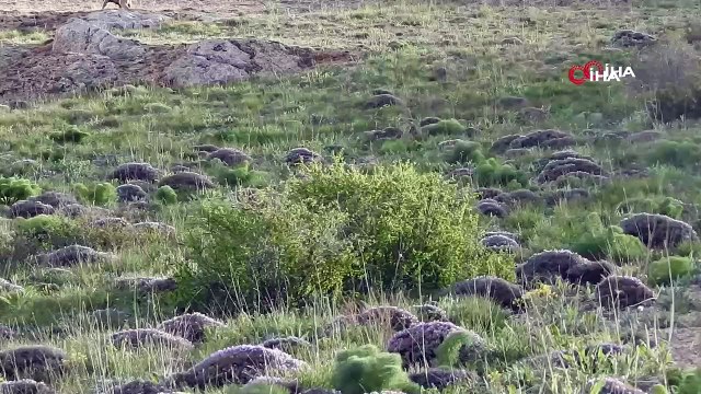 Bayburt ve Erzincan’da yiyecek arayan boz ayı görüntülendi