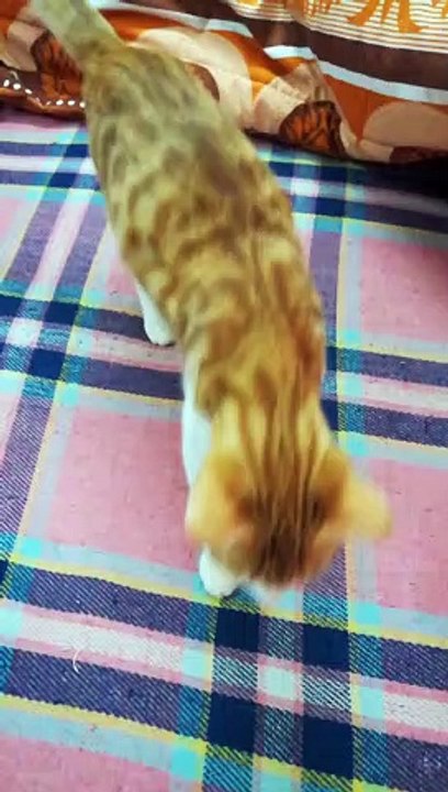 How Kitty Like His Football Game With Owner