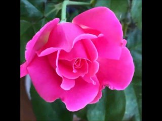 Sri Amma Bhagavan Sharanam - Relationships