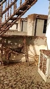 Invasion de sauterelles : son balcon est rempli !