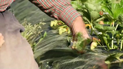 Isparta’nın 5 Bin Metrekarelik Hayır Bahçesi’nde Tüm Ürünler Ücretsiz