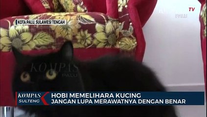 Télécharger la video: HOBI MEMELIHARA KUCING? JANGAN LUPA MERAWATNYA DENGAN BENAR. KUCING HEWAN LUCUH DAN MENGGEMASKAN,...