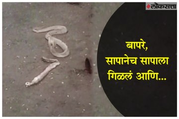 The snake swallowed the snake and...