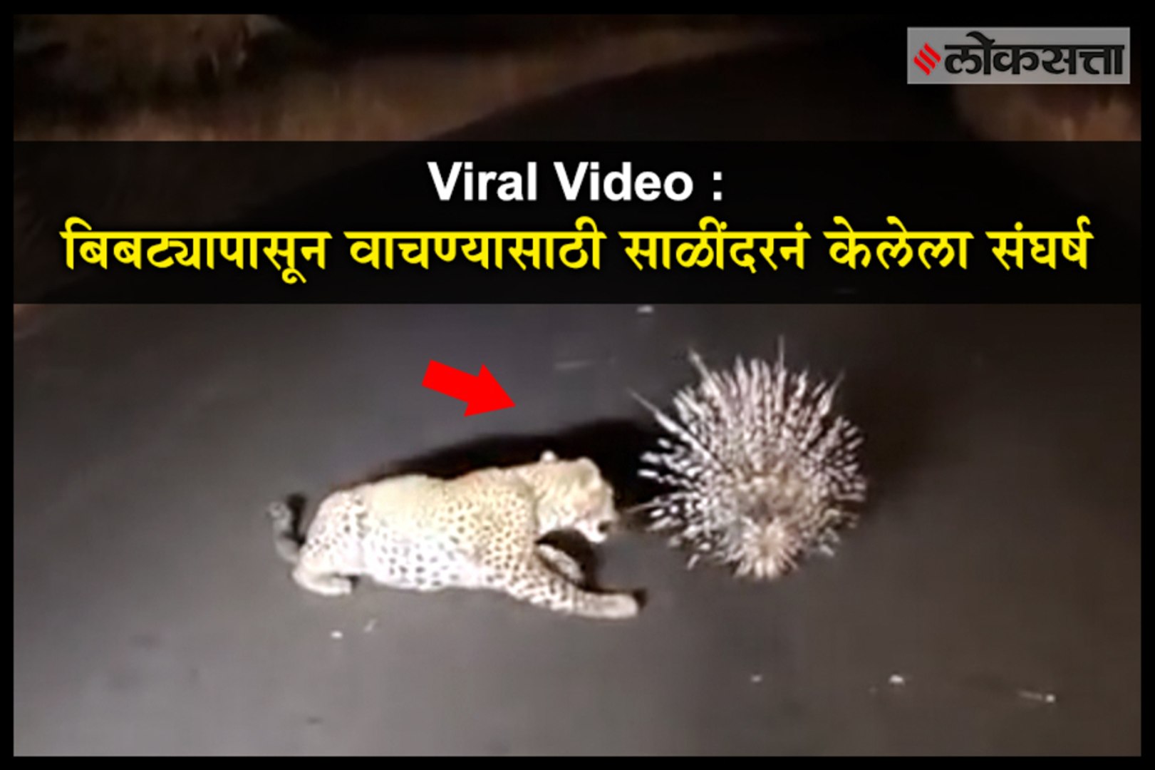 Viral Video : Porcupine defeats leopard