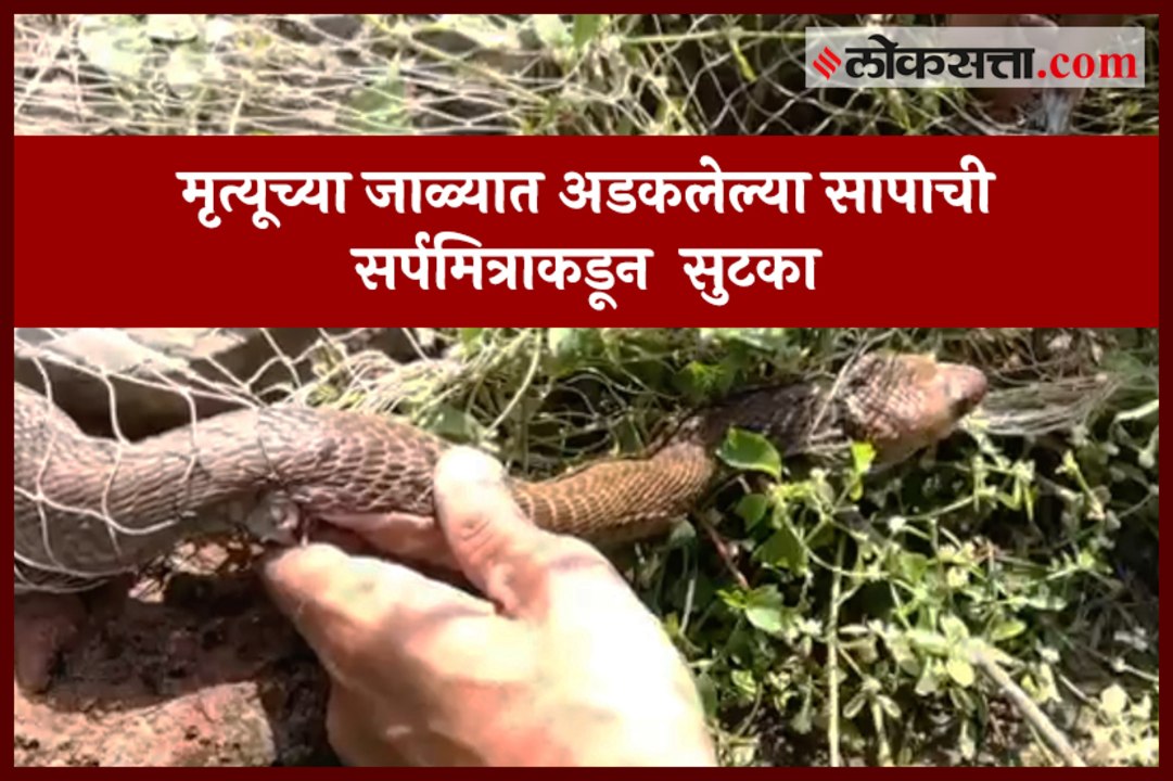 snake Serpent rescued by Serpent