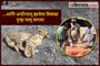 Indian Rescued Help To Get Paralysed Leopard Walking Again