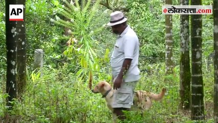 Shivamogga Farmer Paints Dog To Look Like Tiger