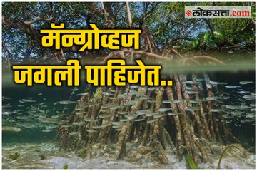 Bjp leader Ashish Shelar Participated in the Walk for Mangroves Carter Road beach clean-up drive