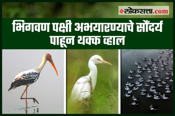 You will be amazed at the beauty of Bhigvan bird sanctuary
