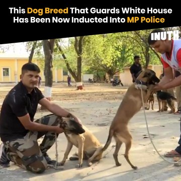 This Dog Breed That Guards White House Has Been Now Inducted Into MP Police