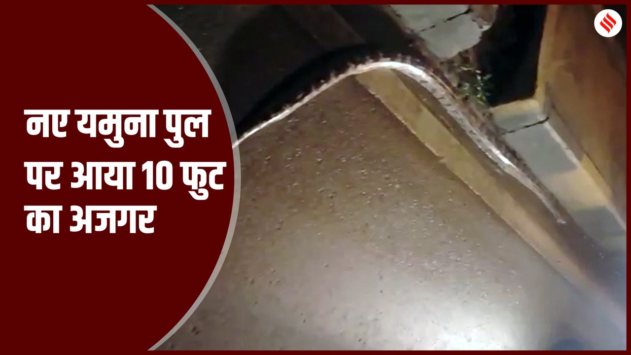 नए यमुना पुल पर आया 10 फुट का अजगर, कड़ी मशक्कत के बाद बाहर निकाला गया