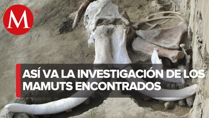 La paleontología se enriquece con hallazgo de mamuts en Santa Lucía