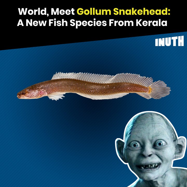 World, Meet Gollum Snakehead: A New Fish Species From Kerala