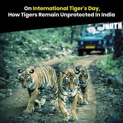 On International Tiger's Day, How Tigers Remain Unprotected In India