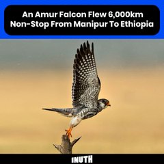An Amur Falcon Flew 6,000km Non-Stop From Manipur To Ethiopia
