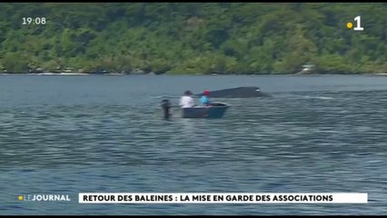Retour des baleines : la mise en garde des associations