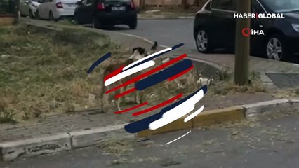 Karganın köpeklere sataştığı anlar kamerada