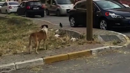 Pendik'te karga ile köpeğin kavgası gülümsetti