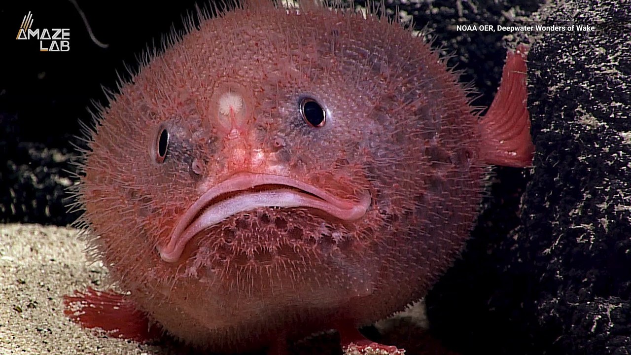 Grumpy Sea Toad Has Super Cool Fins That Act as Feet