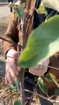 Elastik Fidan Bağlama İpi Kullanımı | ZB PLASTİK