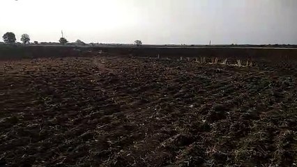 VIDEO: देखिए कैसे हमला करता है टिड्डी दल