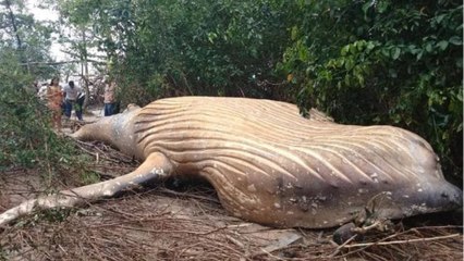 Une baleine à bosse retrouvée... dans la forêt amazonienne