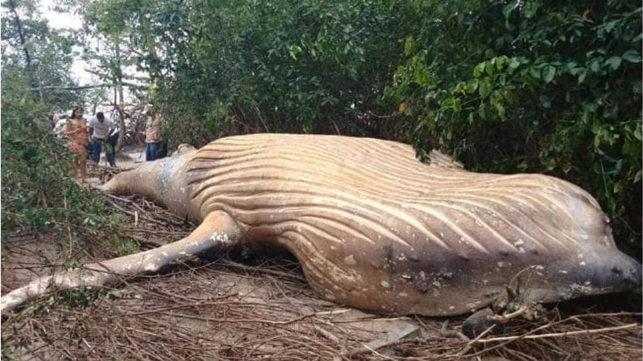 Une baleine à bosse retrouvée... dans la fore...